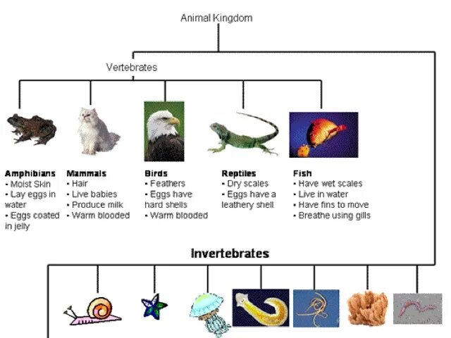 Animal data