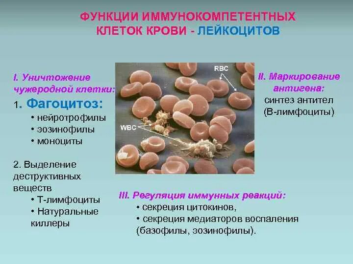 1 функции лейкоцитов. Лейкоциты синтезируют антитела. Функции лейкоцитов в крови. Синтезируют антитела лейкоциты или эритроциты. Иммунокомпетентные клетки крови.