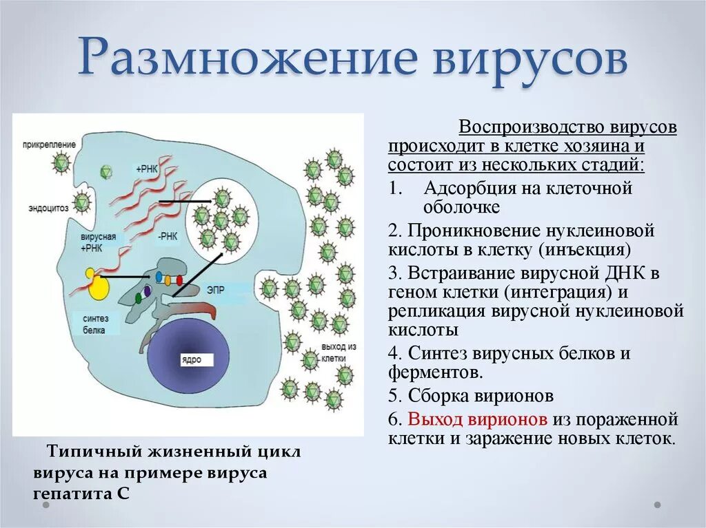 Вирусы способны размножаться только в живых клетках. Процесс размножения вирусов. Способы размножения вирусов. Размножение вирусов схема. Опишите этапы размножения вирусов.