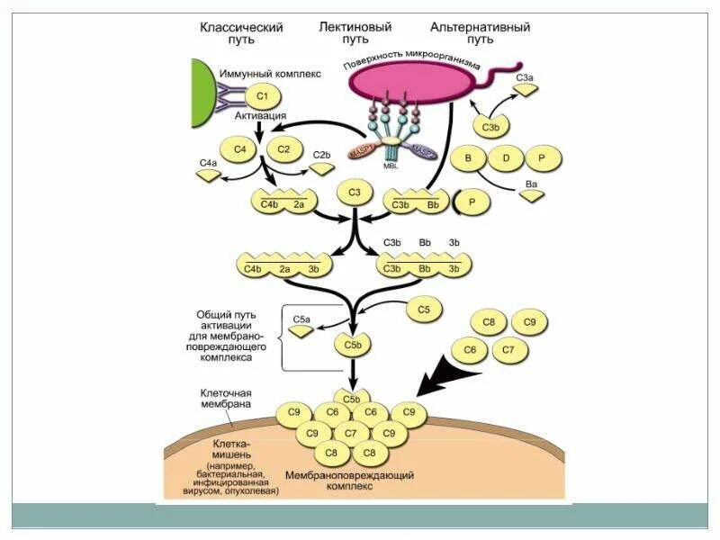 Комплемент иммунитет. Пути активации системы комплемента схема. Система комплемента иммунология схема. Активация системы комплемента 3 схемы. Схема основных путей активации системы комплемента.