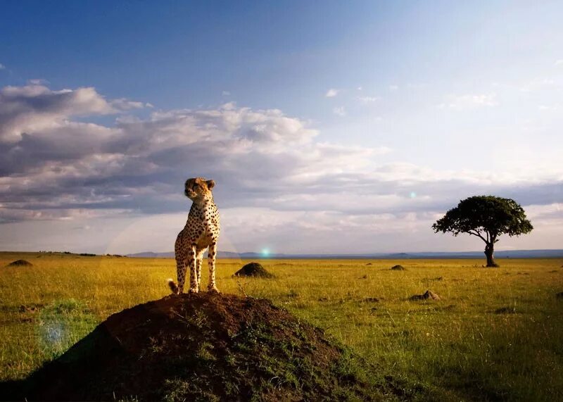 See africa. Гвинея Бисау Саванна. Австралия Саванна лари. Степи и саванны. Саванна Остлер.