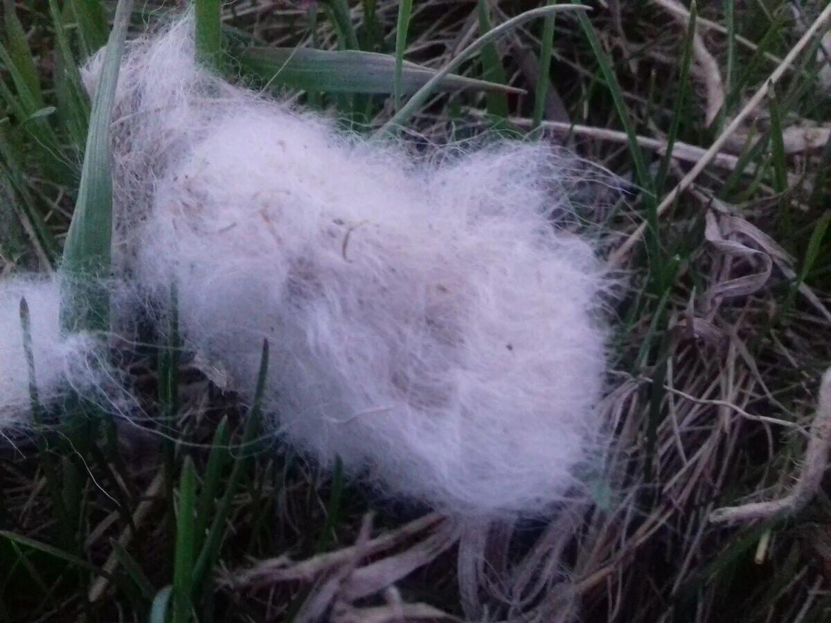 Клочковатая шерсть. Волк в лесу. Шерсть в лесу. Новозеландская шерсть. Шерсть лисы клок.