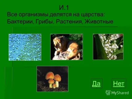 Какие растения грибы и животные