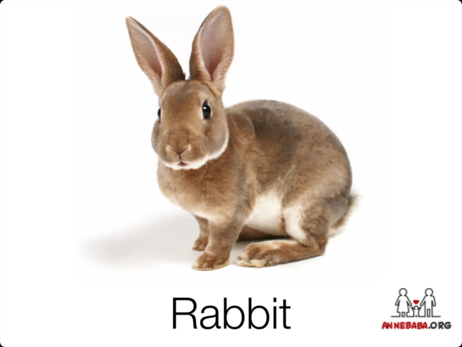 Как переводится rabbit. Rabbit карточки для детей. кролик карточка для детей. карточки на английском кролик. rabbit карточка на английском.