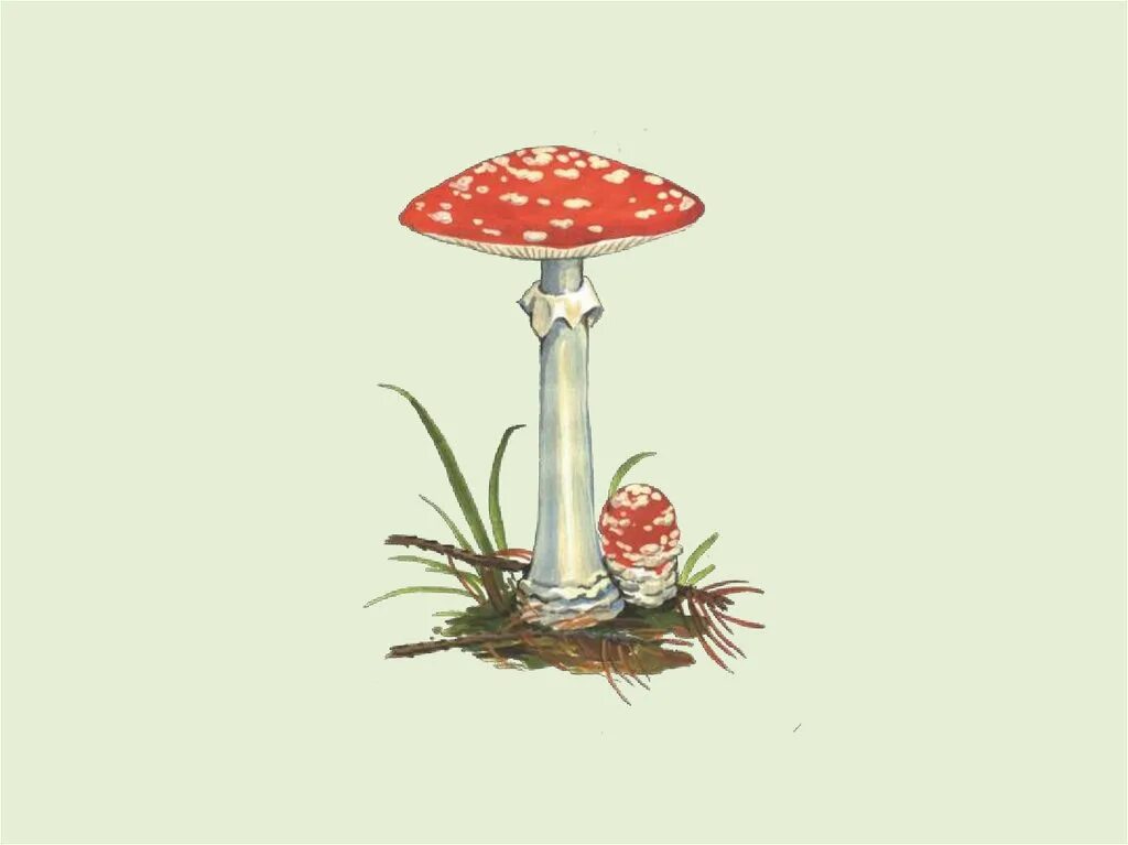 Несъедобные грибы для дошкольников. Ядовитые грибы рисунки. Несъедобные грибы рисунок. Ядовитые грибы картинки для детей цветные. Детские рисунки ядовитых грибов