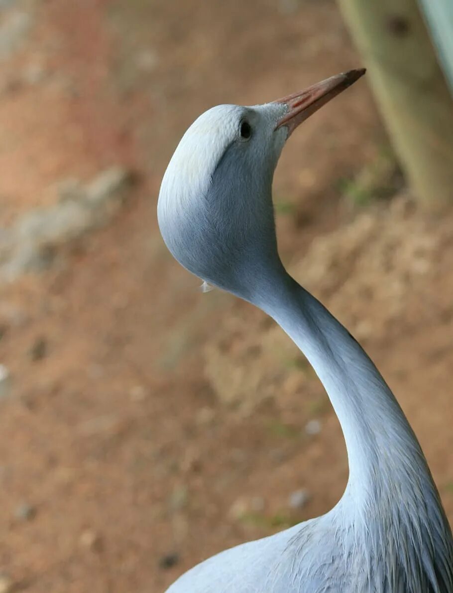 Птица с тонкой шеей. Райская красавка журавль. Blue Crane птица. Райская красавка птица. Птица с длинной шеей.