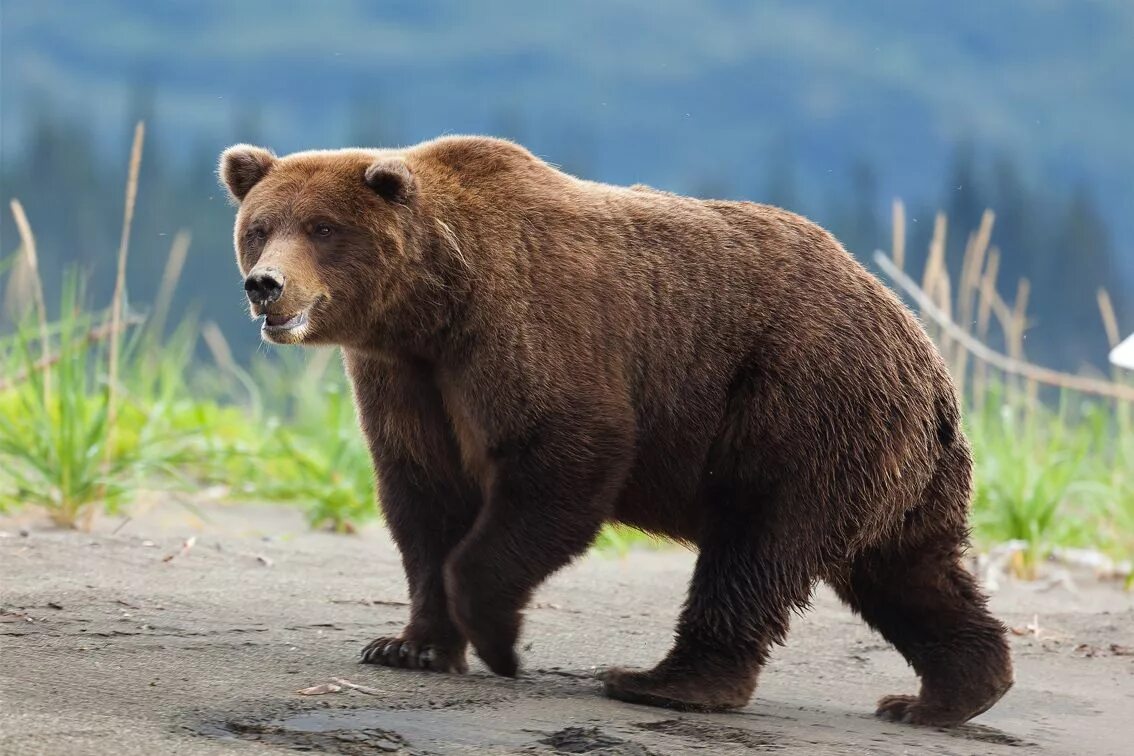 Дальневосточный бурый медведь. Европейский бурый медведь. Калифорнийский бурый медведь. Бурый медведь сбоку. Бурый медведь тело