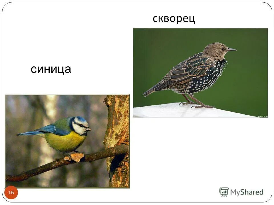 скворцы и синицы веселые. скворечник для синиц. гнездо синицы лазоревки. птичка синица, скворец. скворцы и синицы веселые птицы.