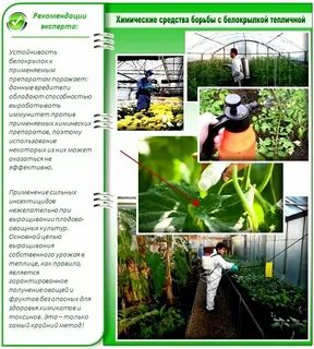 Обрабатываем почву в теплице осенью от белокрылки