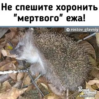 Топором убитый еж прикол