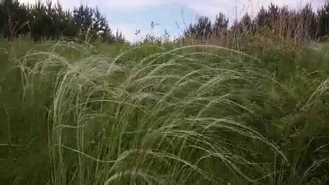 Вызрел ковыль степь на многие версты