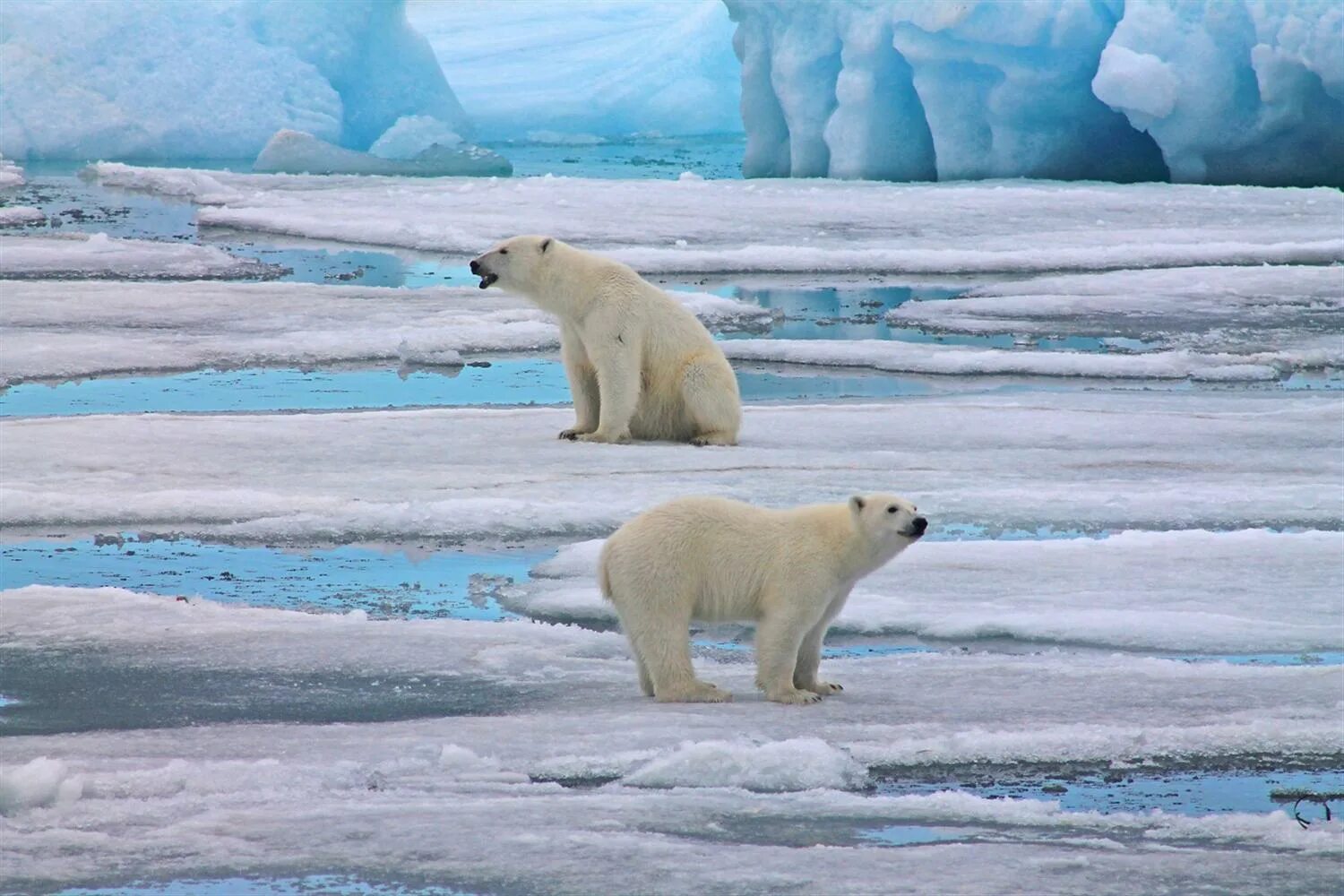 На следующей странице представлены фотографии белого медведя. Арктические пустыни белый медведь. Фауна земля Франца Иосифа. Северный Ледовитый океан белый медведь. Белый медведь в Северной Америке.