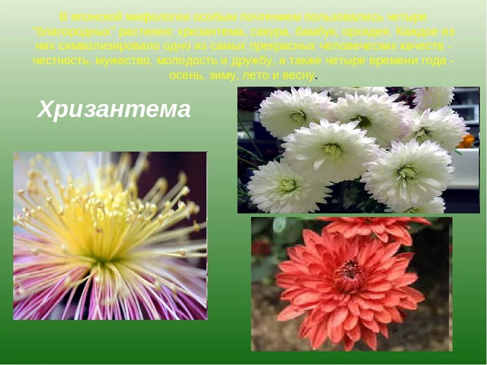 Хризантемы значение цвета