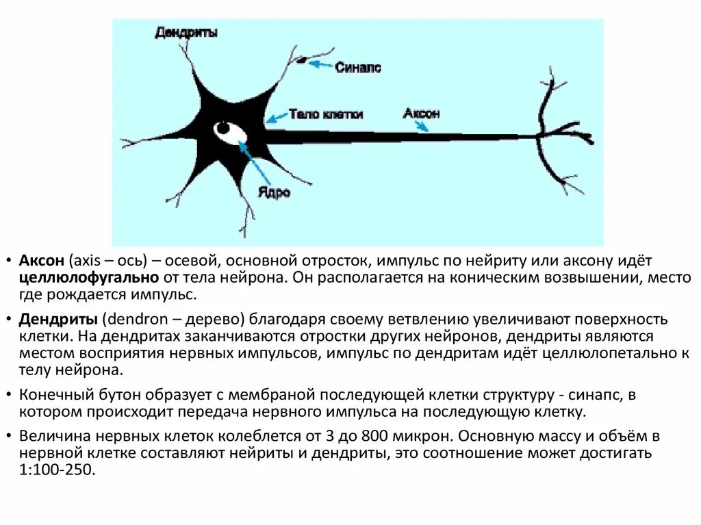 Схема передачи импульса нейрона. Нейрон направление передачи импульса. Нервный Импульс по аксону. Проведение нервного импульса в нейроне.