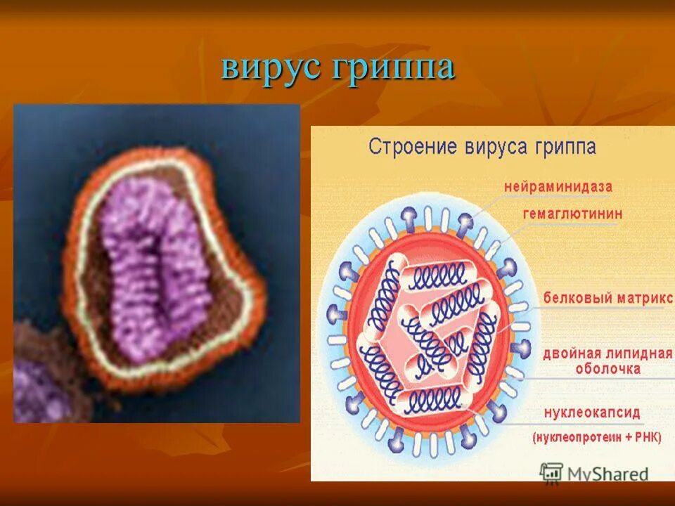 Вирусы урок биологии. Мифы о вирусах биология. Мифы о вирусах.