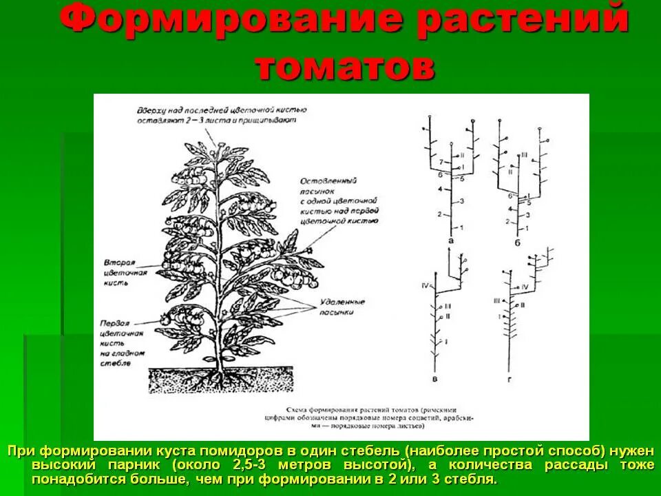 Схема рассады томатов. Формирование куста помидоров в теплице схема. Схема формирования куста томата в теплице. Формирование стебля помидор в теплице схема. Формирование томатов в 2 стебля в открытом грунте.