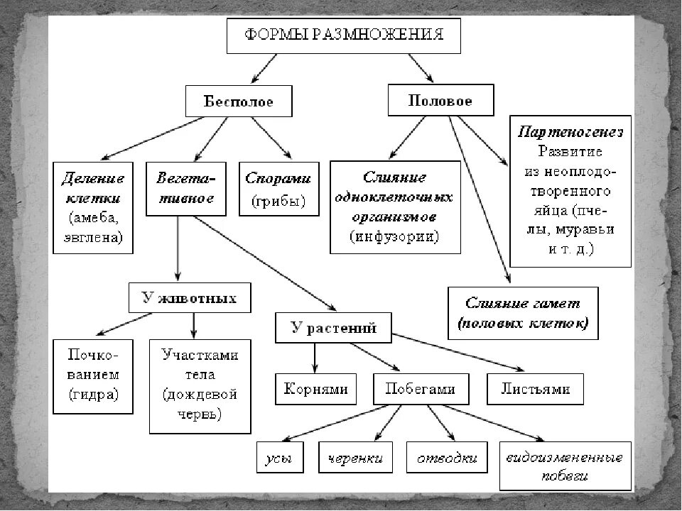 Размножение живых организмов примеры. Виды бесполого размножения схема. Схема бесполого размножения организмов. Размножение живых организмов бесполое размножение таблица. Схема способы размножения.