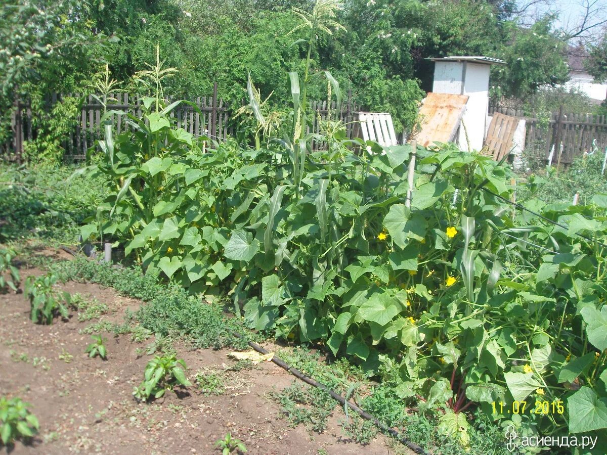 Кукуруза и горох на одной грядке. Огурцы кукуруза. Кукуруза в огуречной грядке. Посадка огурцов рядом с кукурузой. Что можно посадить вместе с огурцами