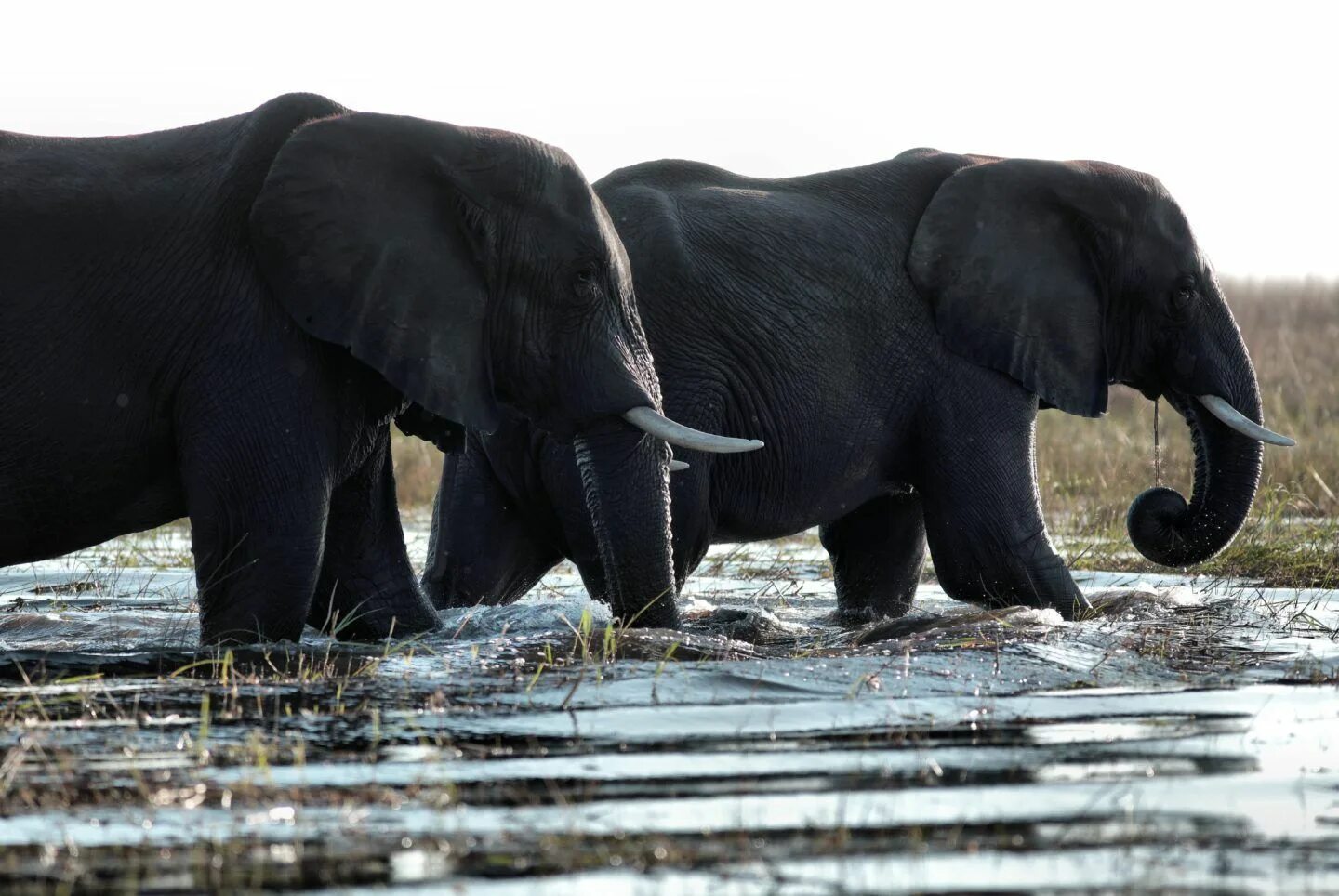 Слон. Черный слон. Черный Слоник. Слон фото. Two elephants