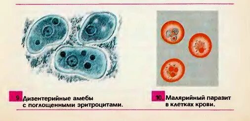 Каким образом амеба осуществляет поглощение эритроцитов. Дизентерийная амеба. клетка дизентерийной амебы. эритроциты у дизентерийной амебы.