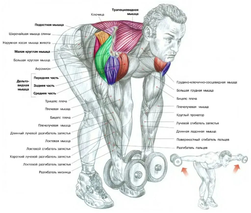 Упражнения на средний пучок. Задний пучок дельтовидной мышцы упражнения. Тренировка дельтовидных мышц гантелями. Упражнения на дельтовидные мышцы с гантелями. Разведение гантель на заднюю дельту.