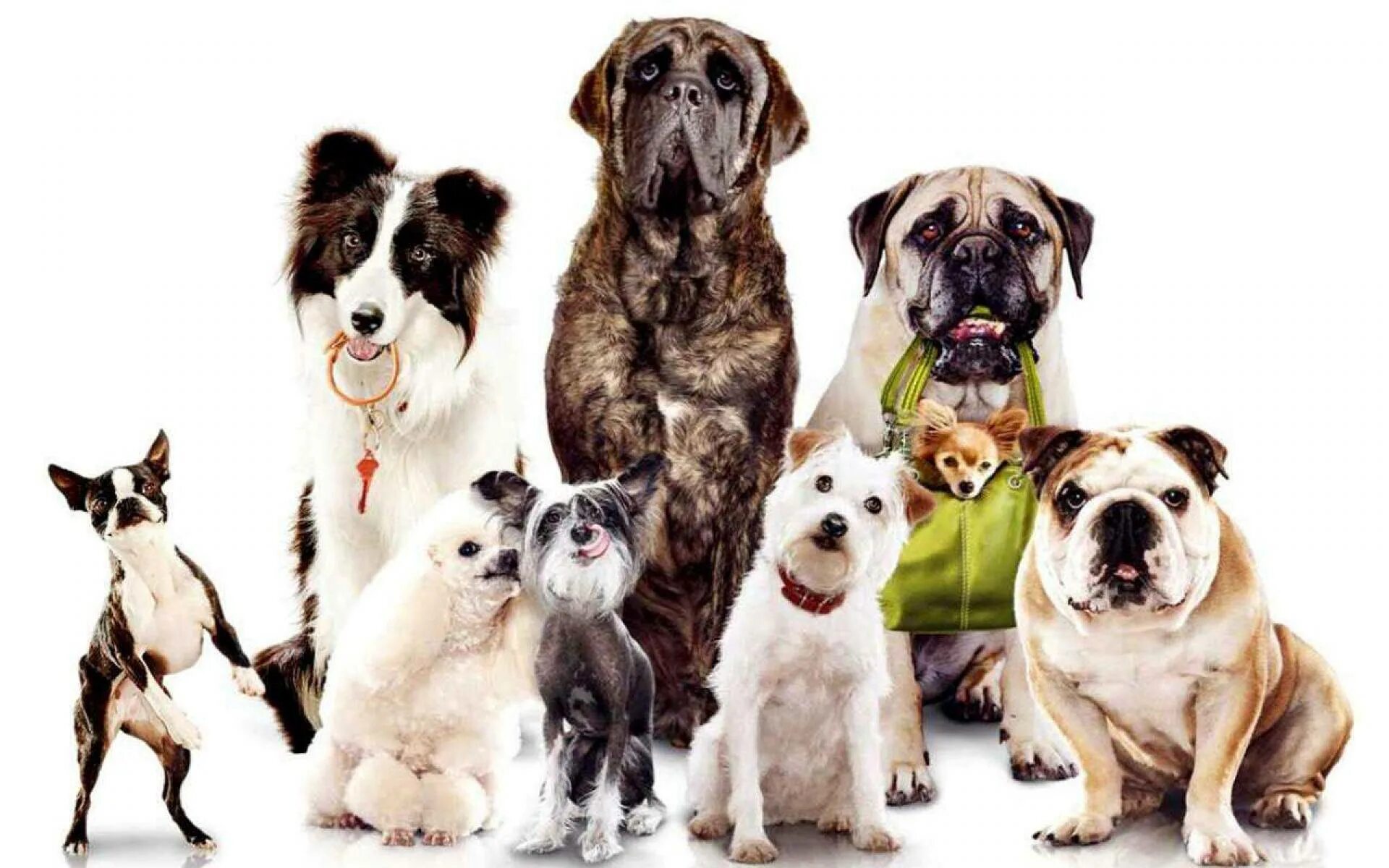 Включи собаки много. Разные собаки. Красивые собаки разных пород. Много собак. Поздравительные открытки с собаками.