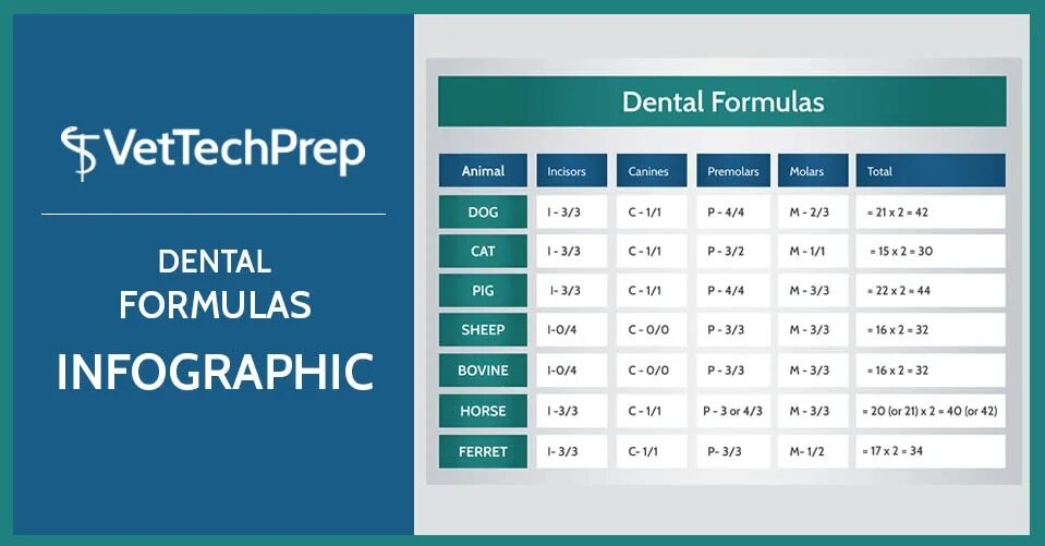 Дентал формула томск. Dental Formula. Dent Formula. Dental Formulas of Farm animals.