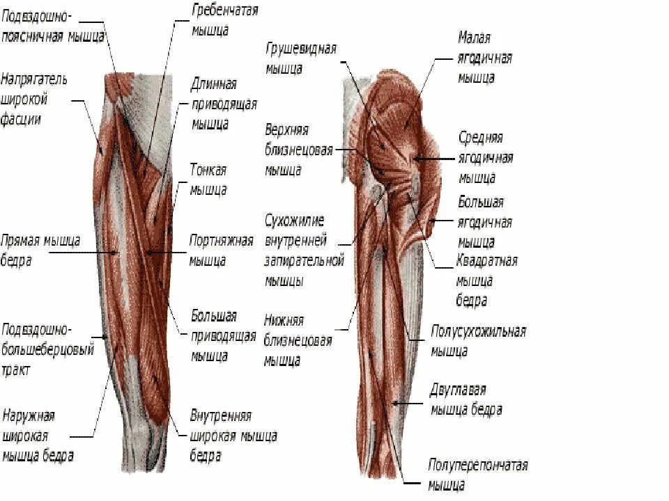 Мышцы пояса нижней конечности передняя группа. Анатомия мышц бедра человека передняя группа. Мышцы нижней конечности анатомия на латыни. Правая нога бедро мышцы
