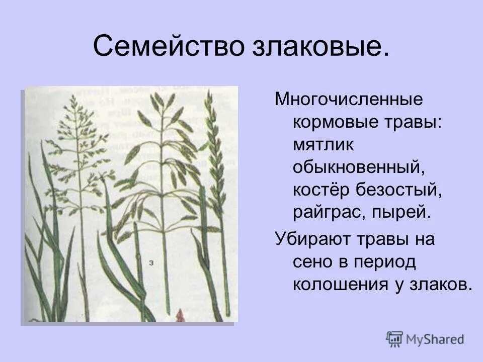 Семейство злаковые 7 класс. Однодольные злаковые представители. Злаковые Мятликовые строение. Мятлик обыкновенный семейство злаковые. Пырей соцветие.