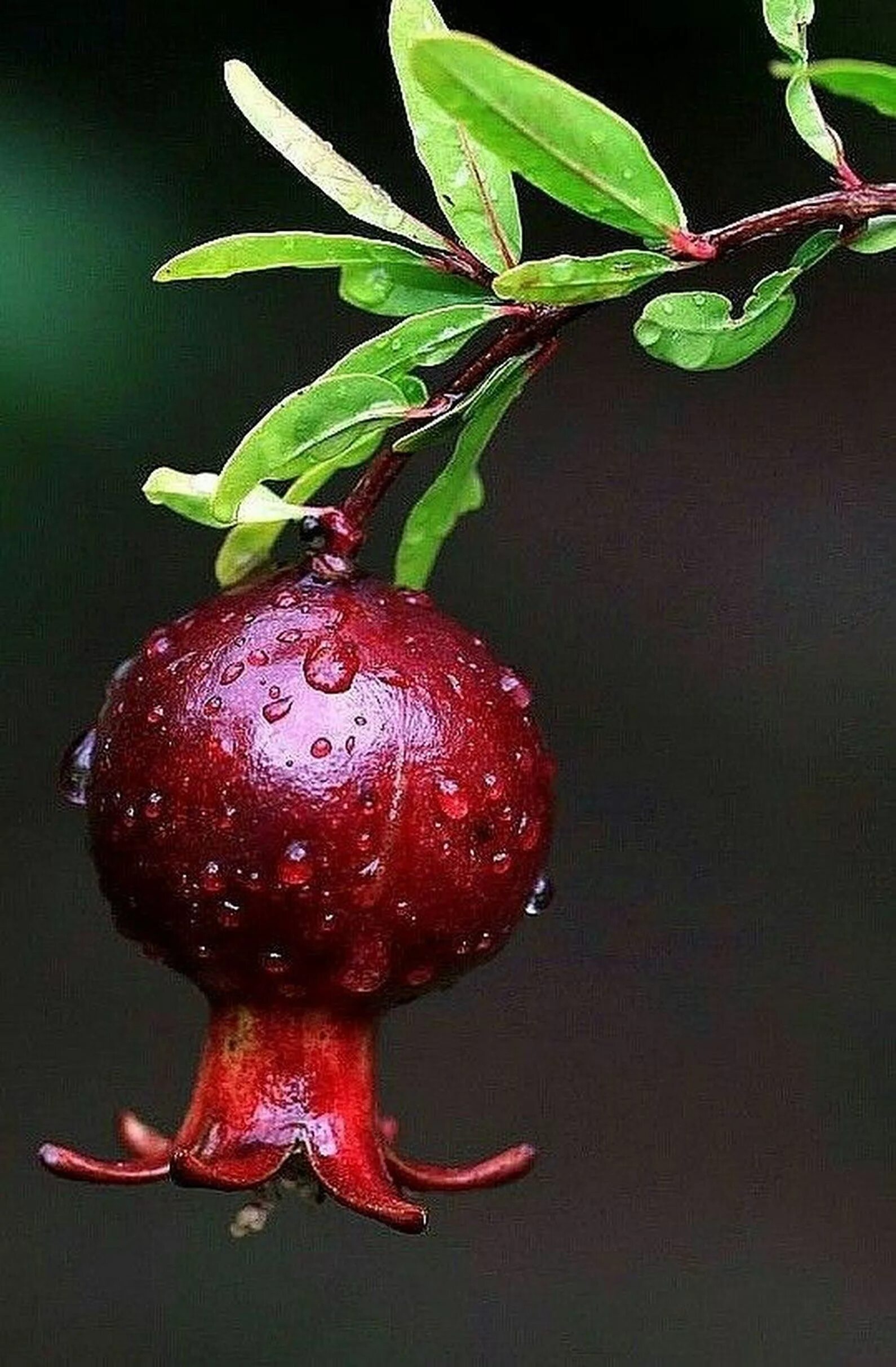 Самые интересные ягоды. Гранат сокотранский. Гранат сокотранский цветок. Гранатина плод. Гранат (гранатник) обыкновенный.