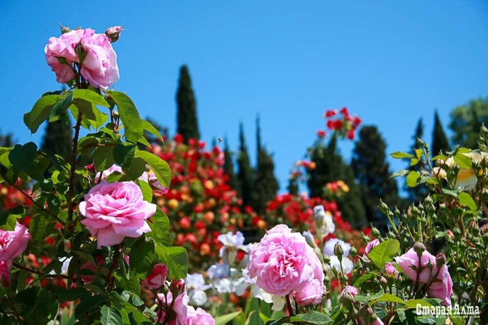 Никитский сад розы