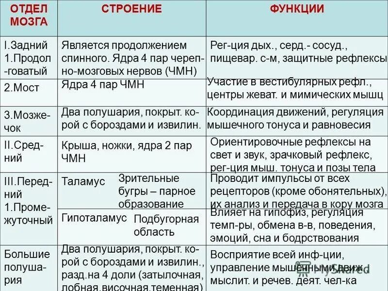 Функции отделов головного мозга таблица. Строение и функции отделов головного мозга таблица. Таблица отделы головного мозга и их функции и строение. Отдел головного мозга особенности строения функции таблица.