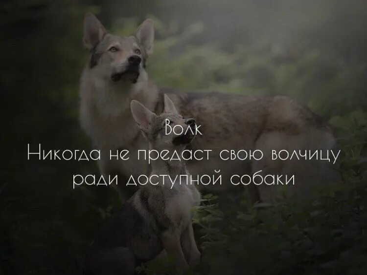 Не предавай меня. Цитаты волка. Волк никогда не предаст свою волчицу ради доступной собаки. Картинки каждый из нас предан кому-то или кем-то. Картинки о преданности собак.
