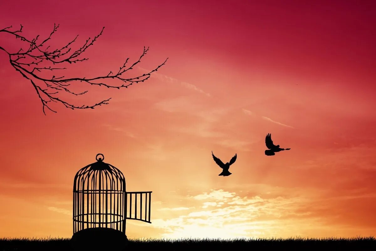 Я на волю как из клетки. Птица свободы. Свобода птица из клетки. Птица улетает из клетки. Птица клетка Свобода.