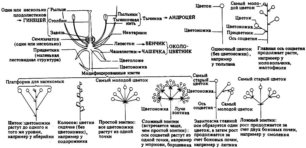 Таблица строения цветка соцветия. Типы соцветий покрытосеменных растений. Соцветия покрытосеменных растений таблица. Схемы типов соцветий покрытосеменных растений. Из какой почки появляется соцветие