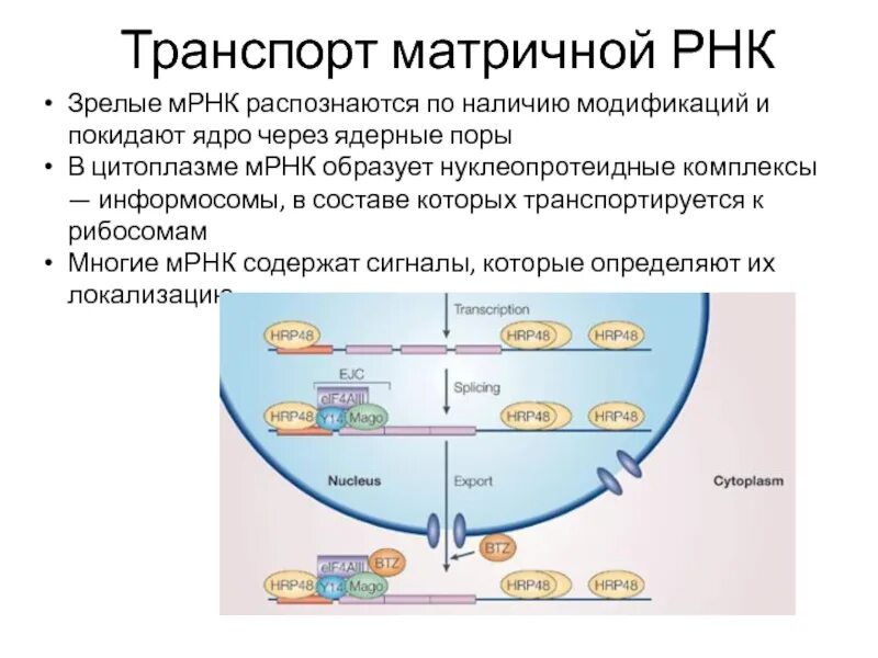 Транспорт МРНК В цитоплазму.. Из ядра в цитоплазму транспортируются:. Транспорт РНК В цитоплазму. МРНК.