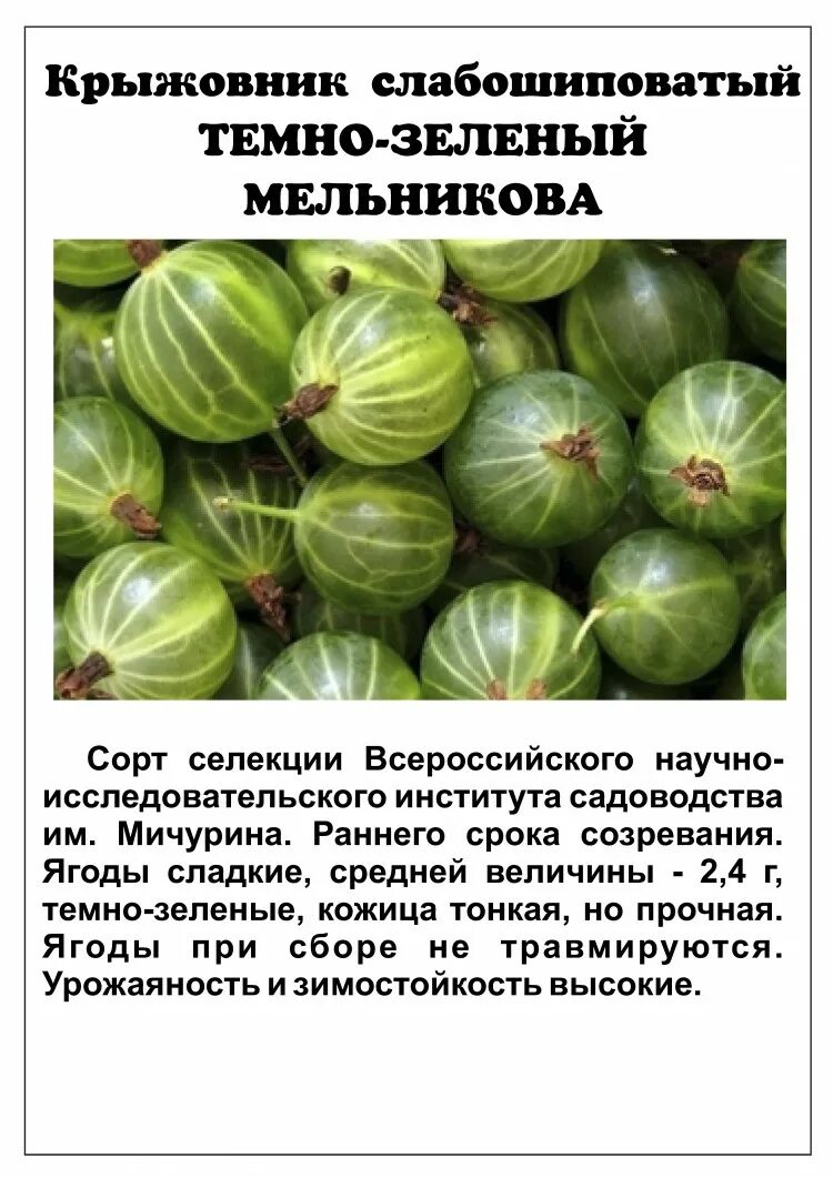 Саженцы крыжовник Поиск Родник 9273 1 шт. - характеристики на Мегамаркет