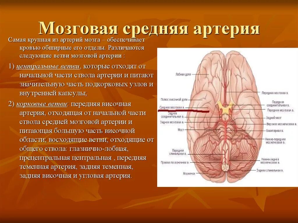 Островковая часть средней мозговой артерии. Кровоснабжение средней мозговой артерии. Средняя мозговая артерия кровоснабжает доли. Левая средняя мозговая артерия кровоснабжает. Какая артерия кровоснабжает мозг