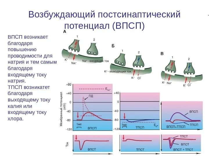 Возбуждающий постсинаптический