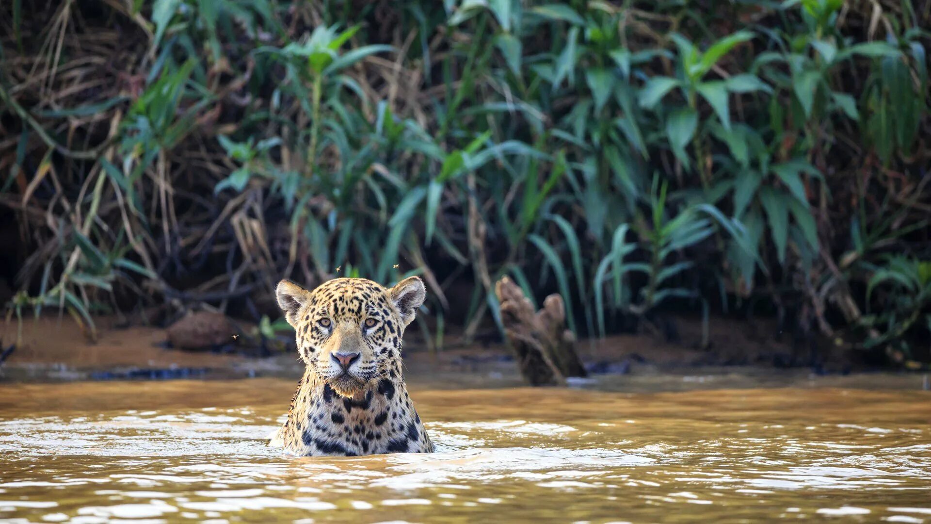 Panthera onca onca амазонский ягуар. Ягуар в сельве. Дикая природа бразилии. Ягуар животное. Тукан амазонка.