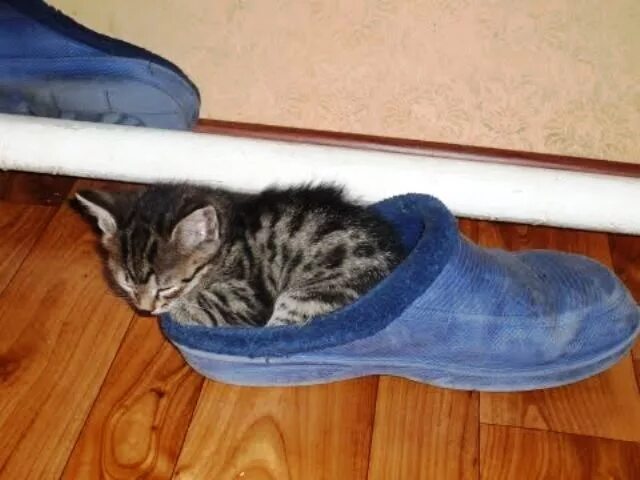 Где находится тапок. Коты в тапке. тапочки для кота. кот и тапок. кот в тапочках.