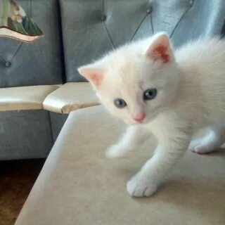 Котята в добрые в армавире