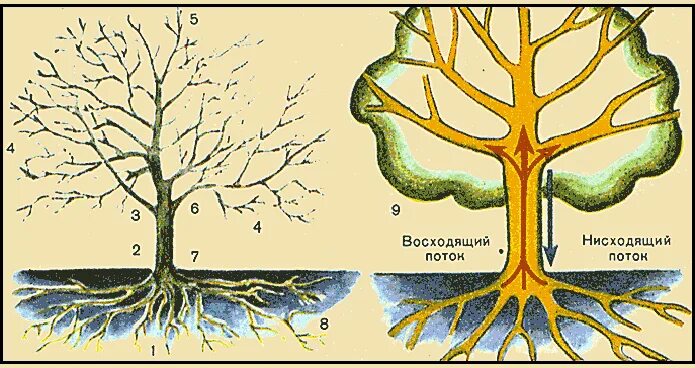 Восходящее нисходящее движение. Движение сока по стволу дерева. Сокодвижение деревьев схема. Сосудистая система дерева. Восходящие подновки дерева.