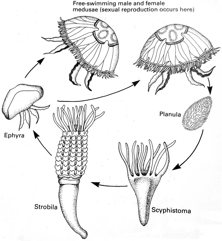 Стадия жизненного цикла медузы. Планула Сцифоидные медузы. Личинка планула. Жизненный цикл сцифоидных медуз.