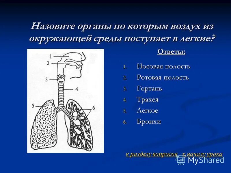 Последовательность поступления воздуха в организм. Носовая полость трахея бронхи. Поступления воздуха в лёгкие. Лёгкие и бронхи. Носовая полость гортань трахея бронхи легкие.