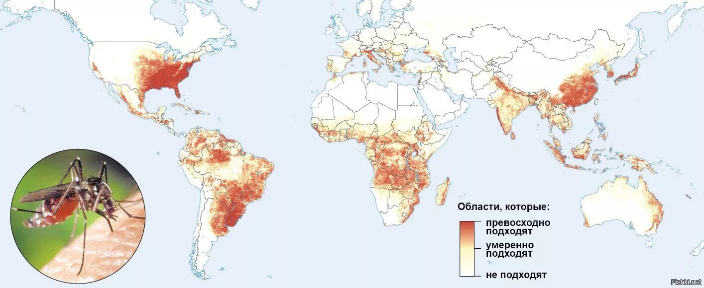 Распространение малярии. Малярийный комар ареал обитания. Ареал распространения малярийного комара. Ареал распространения малярийный комар в России. Ареал обитания комаров в России.