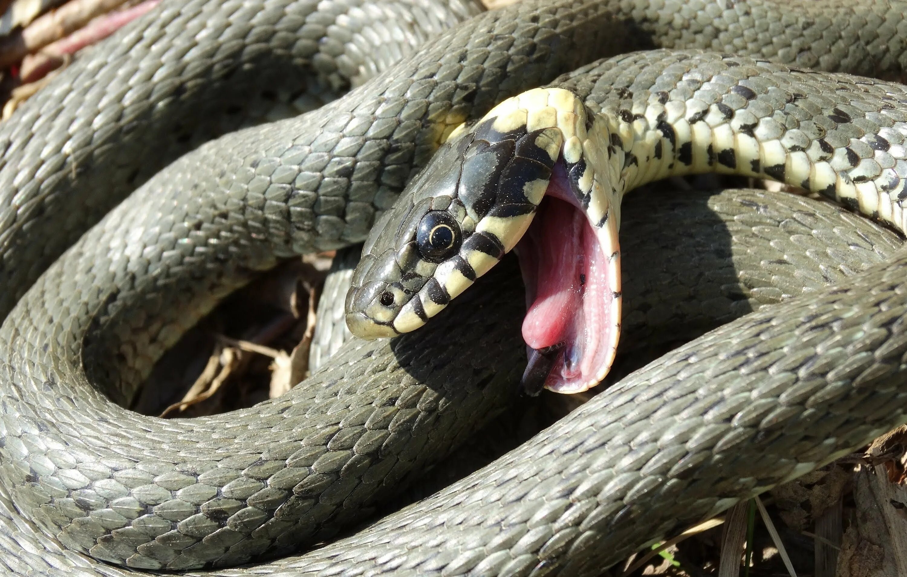 Grass snake. Обыкновенный уж. Уж обыкновенный - змея неядовитая. Уж обыкновенный большой.