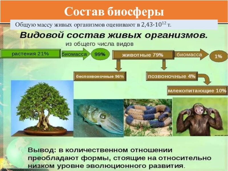 Какую роль играет биосфера в жизни людей. Функции живых организмов в биосфере. Какие живые организмы обитают в биосфере. Роль живых организмов в биосфере. Классификация живых организмов в биосфере.