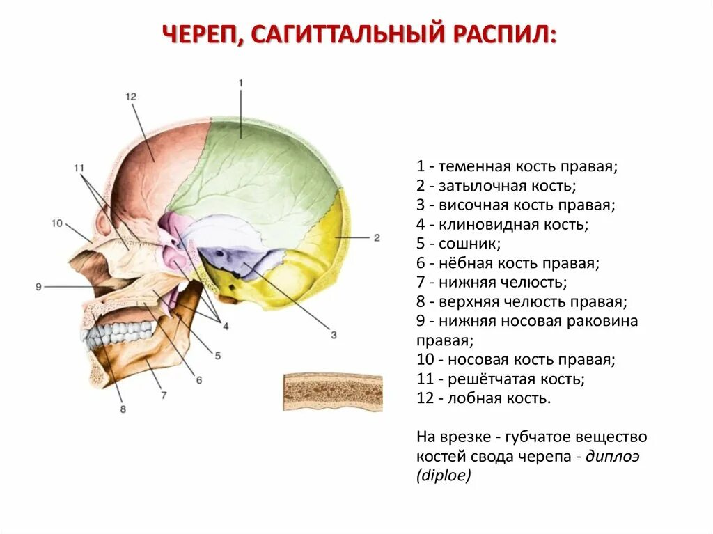 В полости черепа расположен. Кости черепа сошник. Сошник анатомия человека кости черепа. Строение черепа сошник. Сошник в черепе строение анатомия.