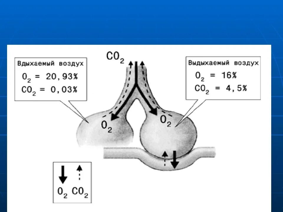 Во вдыхаемом воздухе углекислого газа. Состав вдыхаемого и выдыхаемого воздуха. Разница вдыхаемого и выдыхаемого воздуха. Респираторный отдел лёгких. Состав воздуха для дыхания человека.